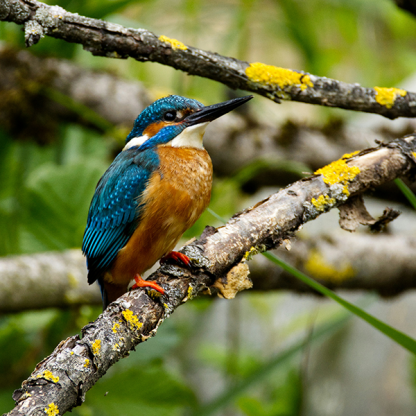 Kingfisher on branch with green wooded background