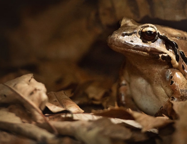 A mountain chicken frog